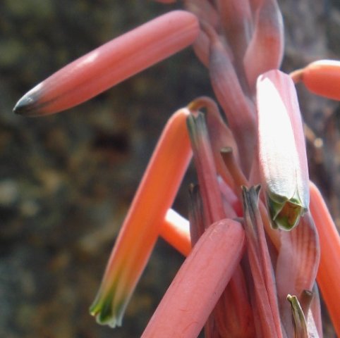 Aloe suprafoliata floral phases of facing up and down